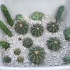 1Kg Pumice Stone for Cactus, Succulent and Bonsai Soil Mix - 2-4MM Lava Rock