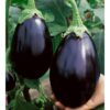 Brinjal (بینگن) - 100 Plus Seeds By More Green