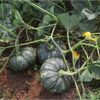 Pumpkin- 10 Plus Seeds By More Green