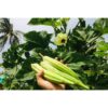 Okra (Bhindi) -50 Plus Seeds By More Green