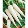 150+ Radish / Moli Fresh Vegetable Seeds - High Germination Rate