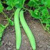 Long Melon (Kakri) - 50 Plus Seeds By More Green