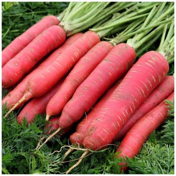 Version 1.0.0 Seeds-Carrot Deep Red