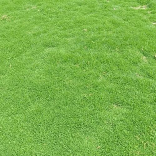 Bermuda Grass - Hybrid Seeds