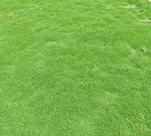 grass Bermuda Grass - Hybrid Seeds