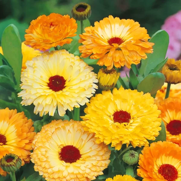 calendula Calendula F2 Mix