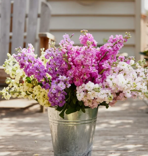 20241020_VFGS_StockBunches_Oct24_SSH_2587_2500px_59f9bdcb-f966-4938-84bd-7f946752e368 Stock Mix F2 - Matthiola