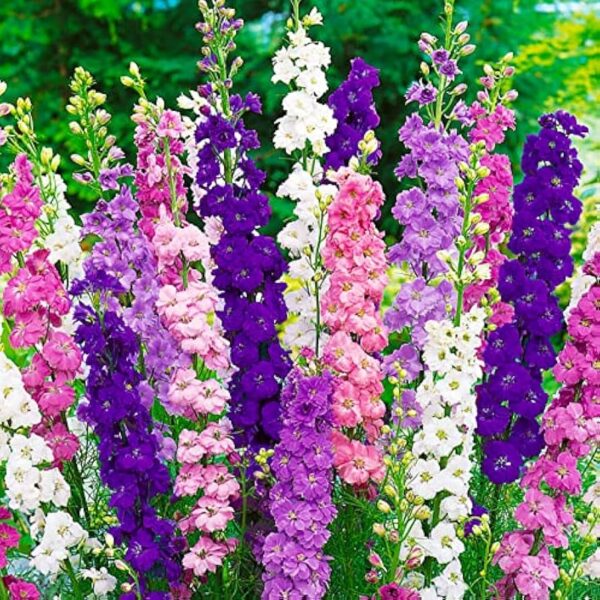 Delphinium Mix F2