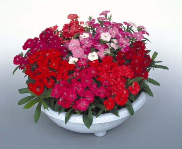Dianthus_Diamond_Mixed_F1_ml Dianthus F2 Mixed