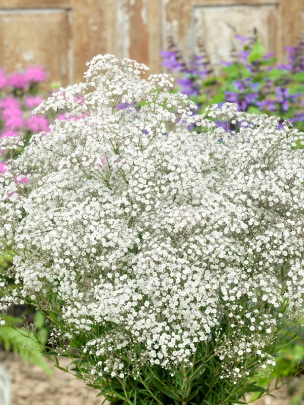 Gypsophila_paniculata_White-1 Gypsophila Cut Flowers