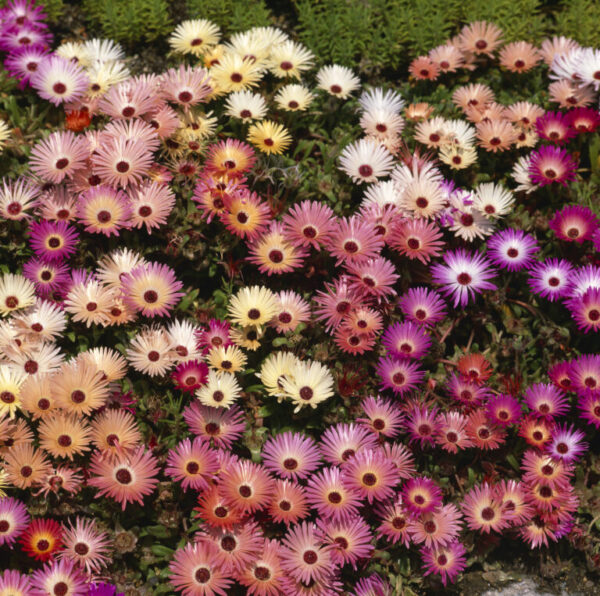 Livingstone Daisy Mesembryanthemum Mix