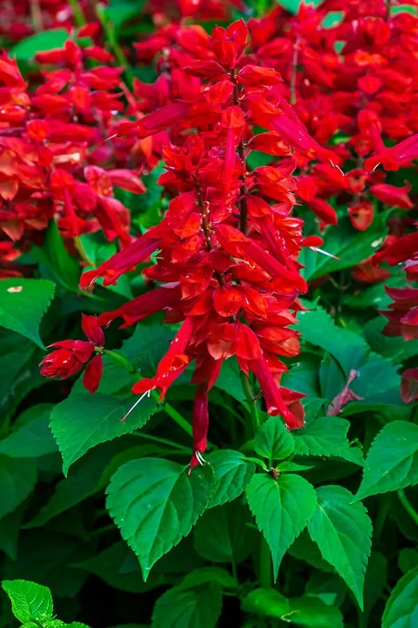 Salvia_Saucy_Red_Close_20210329X21A9547-2_600x900 Salvia Red F2