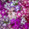 PHLOX Dwarf Twinkle Mix (OP SEEDS)