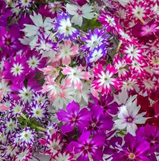 PHLOX Dwarf Twinkle Mix (OP SEEDS)