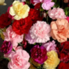 Carnation Seeds (Mix)