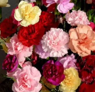 Carnation Seeds (Mix)