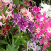 PHLOX Dwarf Twinkle Mix (OP SEEDS)
