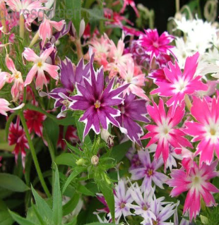 Screenshot 2025-07-10 183231 PHLOX Dwarf Twinkle Mix (OP SEEDS)