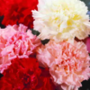 Carnation Seeds (Mix)