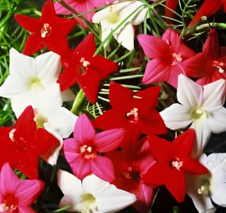 Cypress Vine Seeds (Morning Glory)