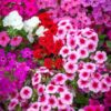 Phlox Seeds Mix