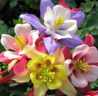 Aquilegia Seeds Mix