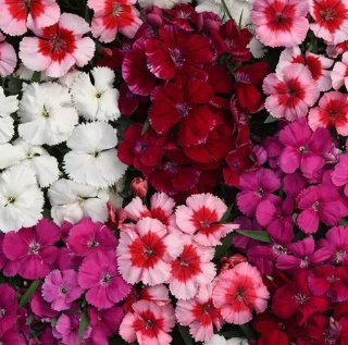 Dianthus Seeds Mix