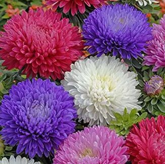Aster Seeds Mix – Double