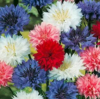 CornFlower Seeds Mix