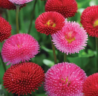 Bellis Seeds Mix