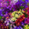 Linaria Seeds Mix (Toadflax /Fairy Bouquet)