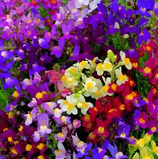 Screenshot 2025-07-10 183437 Linaria Seeds Mix (Toadflax /Fairy Bouquet)