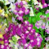 Linaria Seeds Mix (Toadflax /Fairy Bouquet)