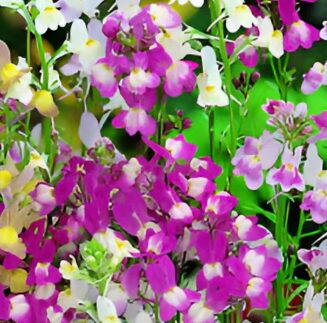 Screenshot 2025-07-10 183444 Linaria Seeds Mix (Toadflax /Fairy Bouquet)
