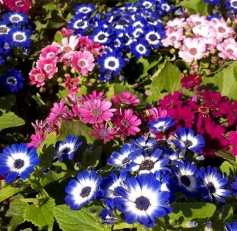Cineraria Mix seeds