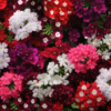 Verbena Mix Seeds