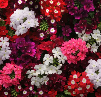 Screenshot 2025-07-10 183518 Verbena Mix Seeds