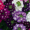 Verbena Mix Seeds