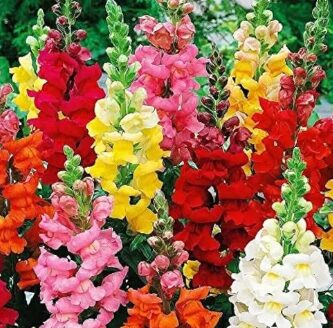 Antirrhinum Mix seeds