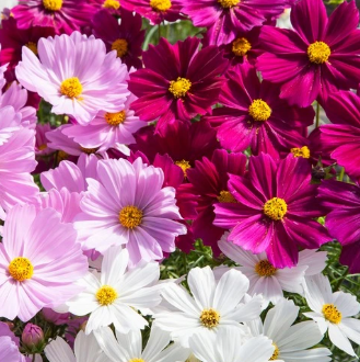 Cosmos Mix Seeds
