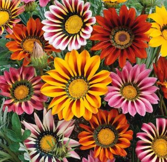 Gazania Mix Seeds