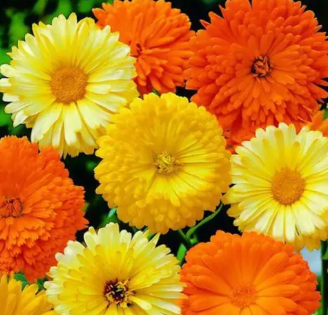 Calendula Mix Seeds