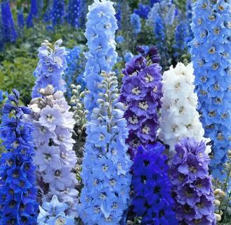 Delphinium Mix Seeds