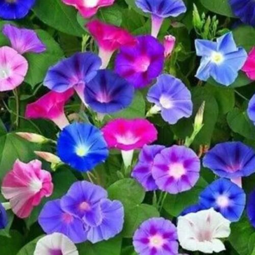 Ipomea (Morning Glory) Mix Seeds
