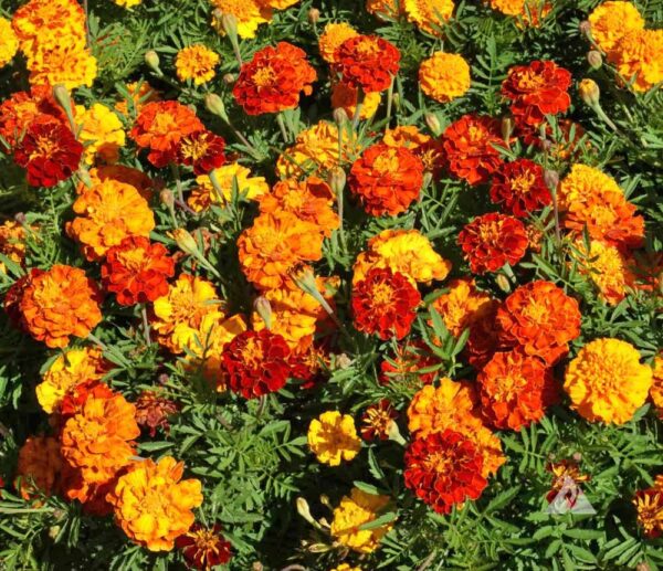 TPAT-801 French Marigold Mix F2
