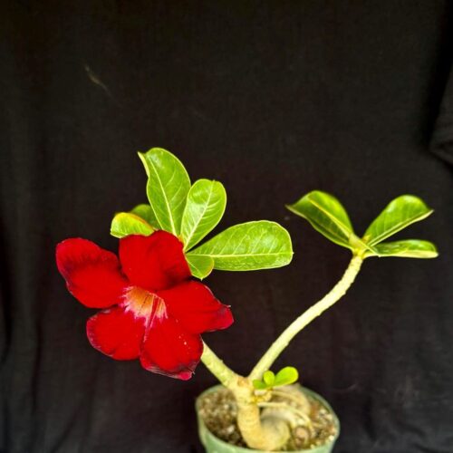 Adenium deep red ruby – Grafted double petal dessert rose