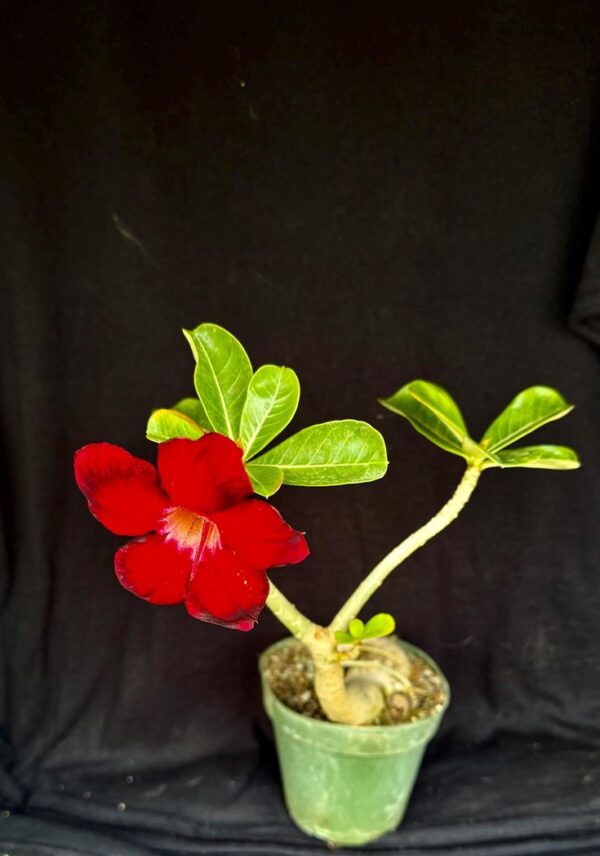 adeni Adenium deep red ruby – Grafted double petal dessert rose