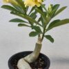Adenium ‘Golden Glow’ – Grafted Double Petal Desert Rose (Yellow)