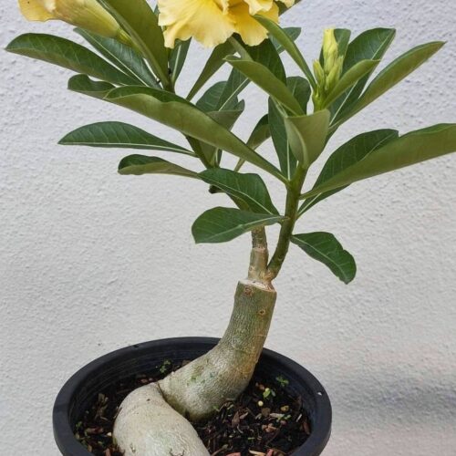 Adenium ‘Golden Glow’ – Grafted Double Petal Desert Rose (Yellow)