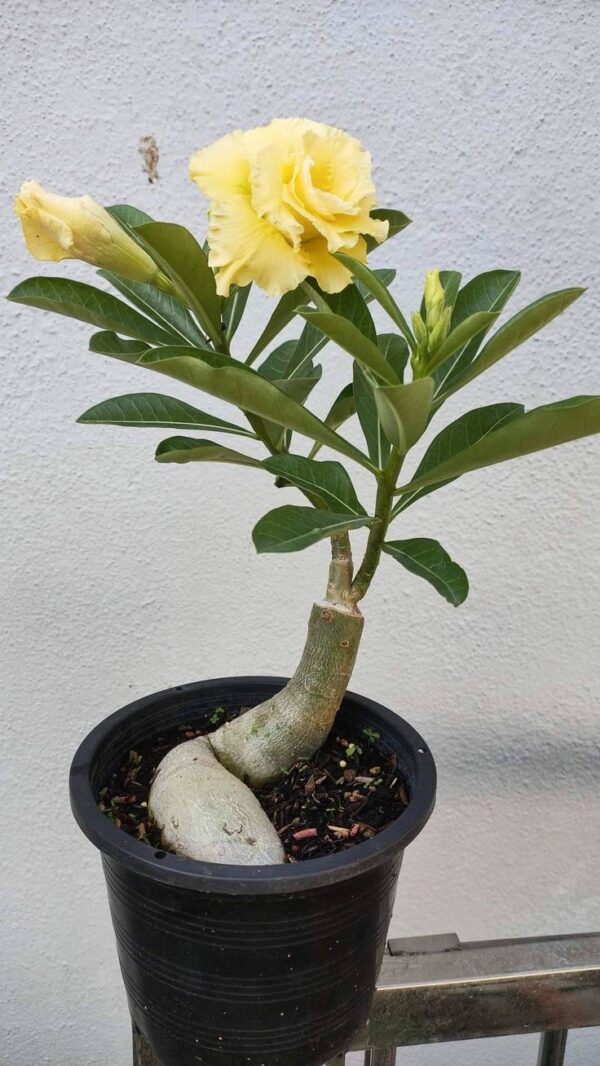 Adenium ‘Golden Glow’ – Grafted Double Petal Desert Rose (Yellow)
